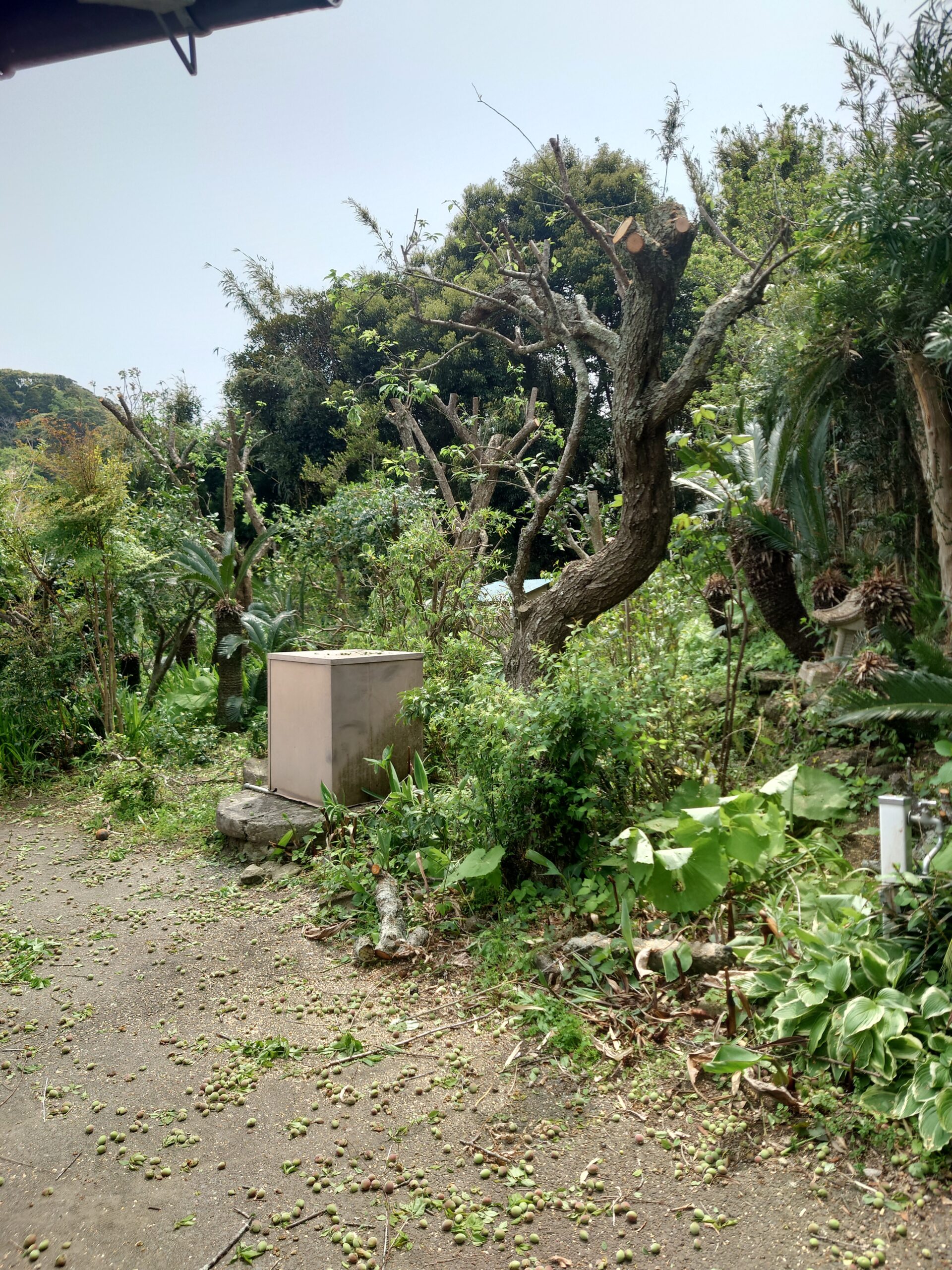 館山市　伐採剪定作業