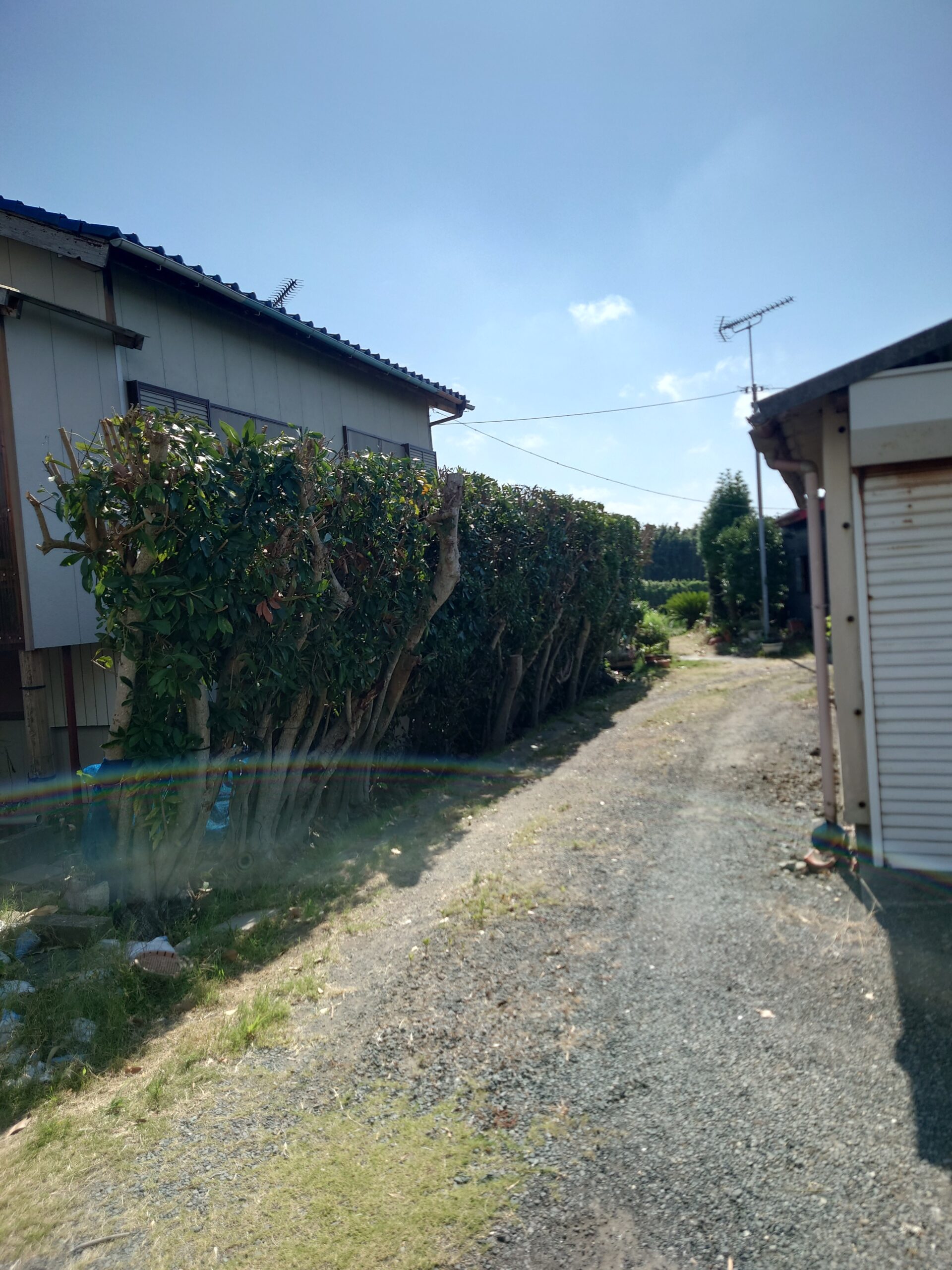 鴨川市　伐採剪定作業