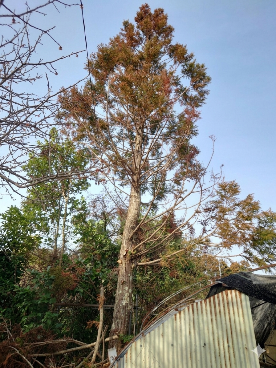 鴨川市　伐採作業