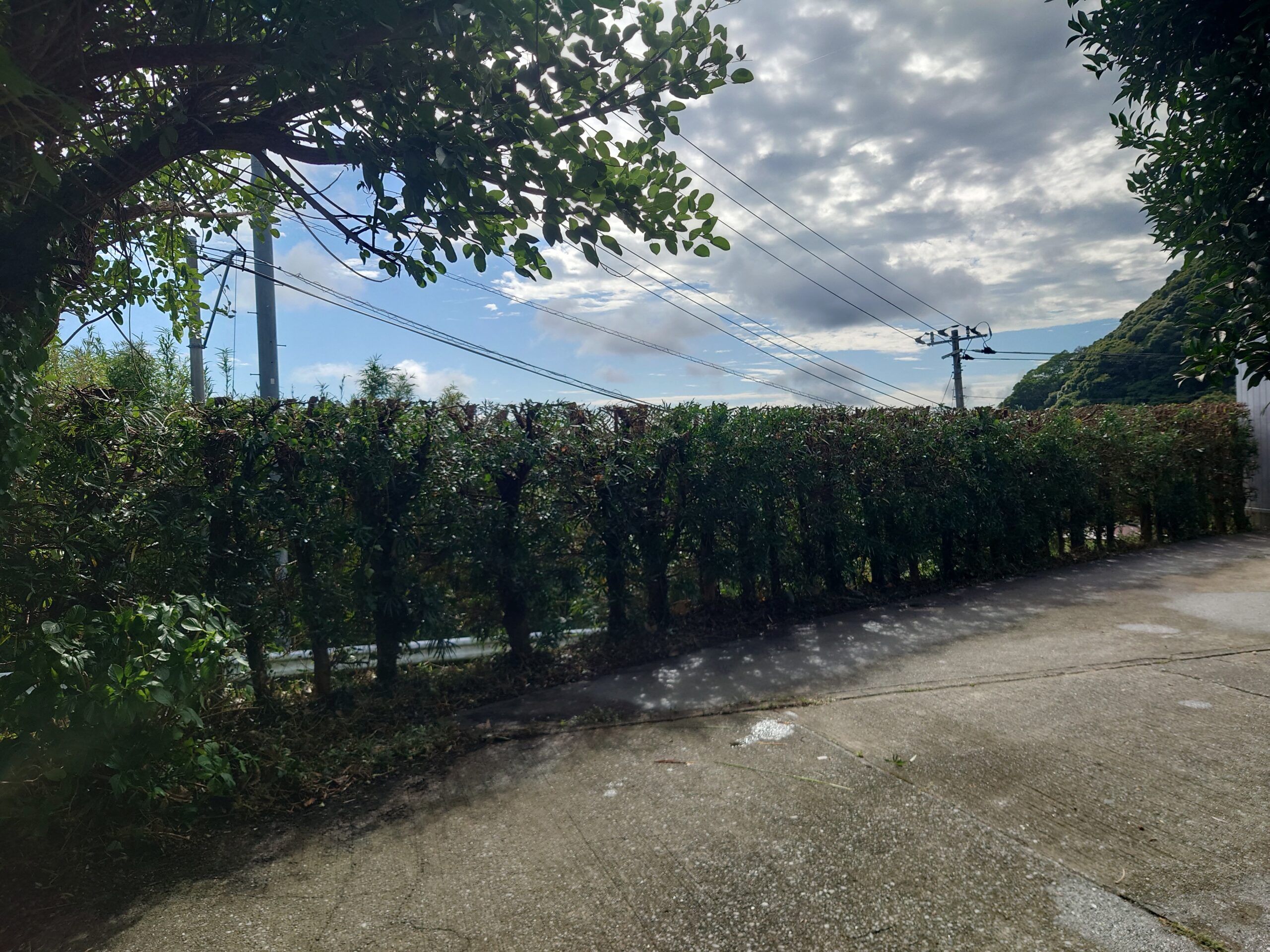 鴨川市　伐採剪定作業