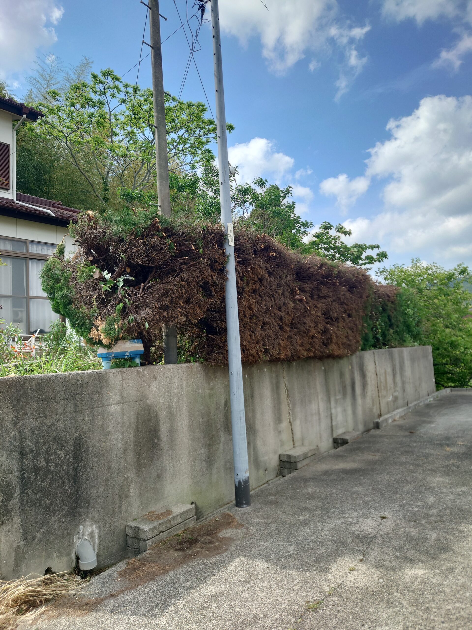 鴨川市　伐採剪定作業