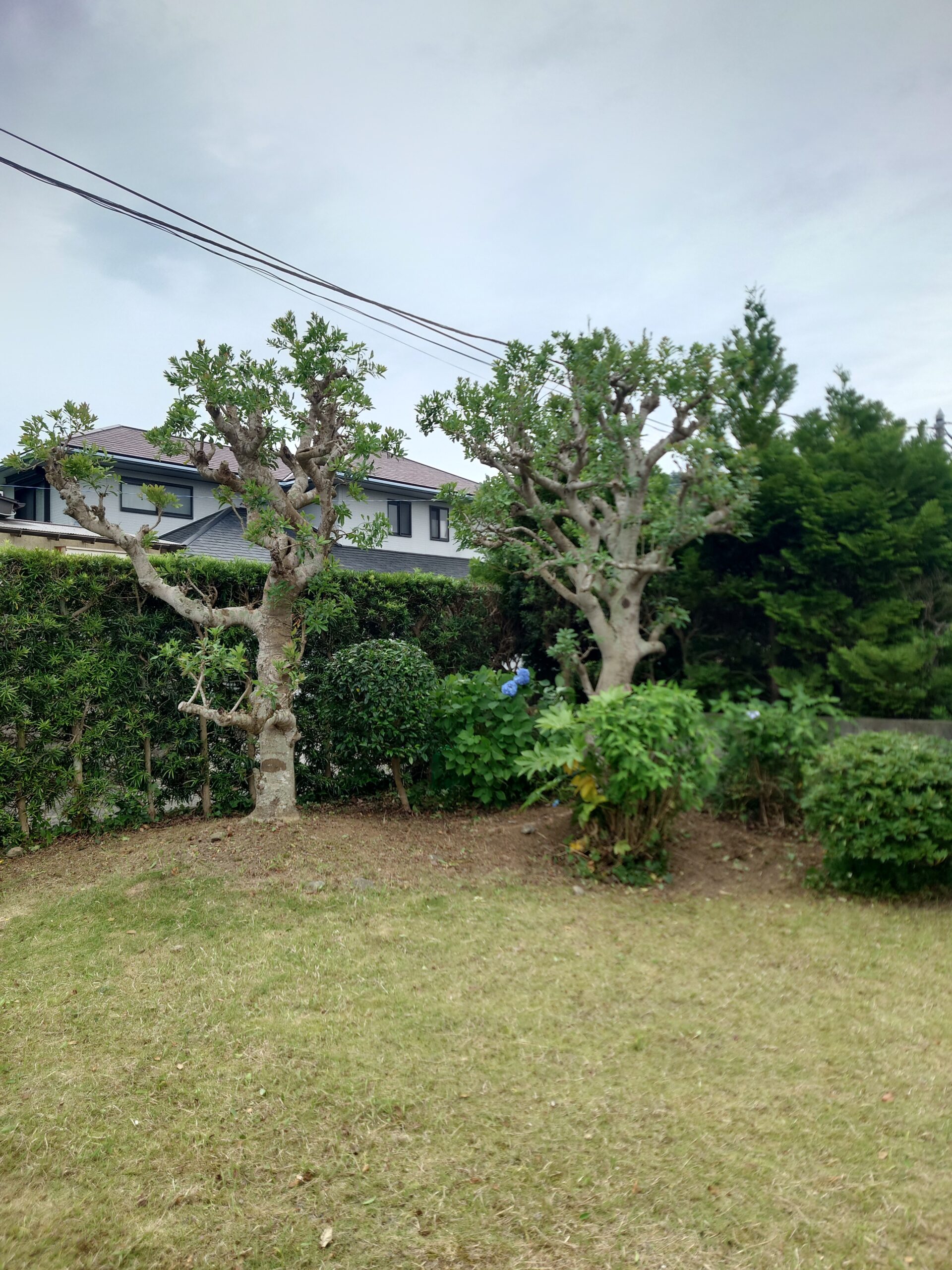 南房総市　剪定作業